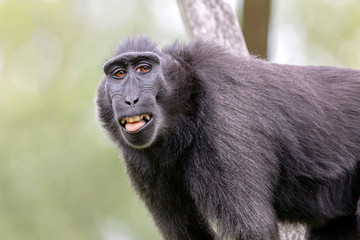 close image of a crested macaque in the forest