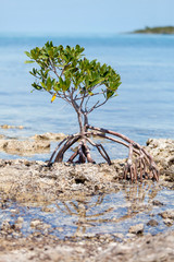 Close up on mangrove tree in Florida keys, complex ecosystem