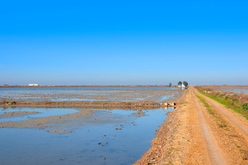 Sandy dirt counrty road between rice fields. December. Isla Mayor, Seville, Spain