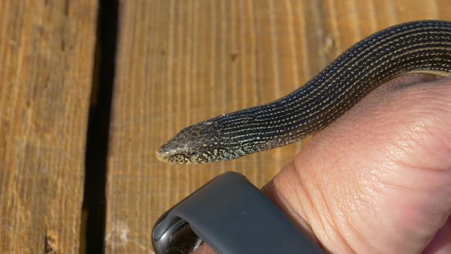 Close up of an eastern glass lizard's head being held by hand
