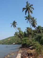palm tree on tropical beach