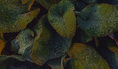 Dark green foliage of a healthy plant with serrated leaves glistening with raindrops. Low key, horizontal background. Wide banner.