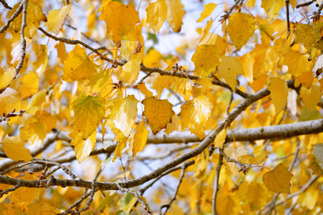 Yellow leaves on tree branch