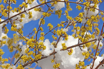 blooming cornelian cherry branches with snow