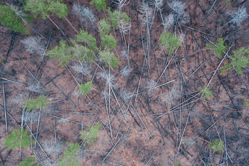 Sick pine forest. Dead trees on the ground.