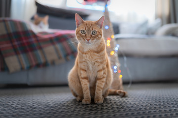 gato atigrado de ojos verdes sentado en una alfombra, mira profundamente a la camara