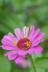 Obraz premium Beautiful Zinnia flowers in the garden.