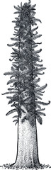 Tempskya tree fern illustration, drawing, engraving, ink, line art, vector