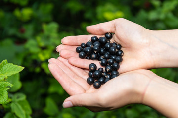 Closeup of currant berries by plant bush in Russia or Ukraine garden dacha farm with woman hand picking holding fruit in palms