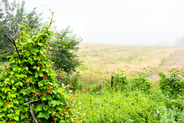 Fototapeta na wymiar Fog weather or mist on farm field in morning with red flowers on bean plant on wooden poles trellis in Ukraine countryside during summer with nobody