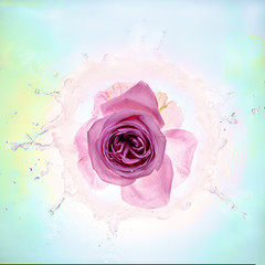 a single Pink rose fallinng down in water,water drops splashing all around