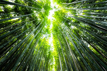 Kyoto, Japan wide angle view looking up of Arashiyama bamboo forest park pattern of many plants on spring day with green foliage color