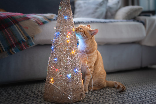 gato atigrado de ojos verdes se acerca a un arbol de luces de colores para morder