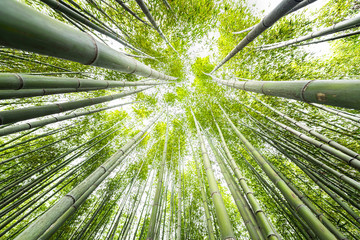 Kyoto, Japan canopy closeup wide angle view looking up of Arashiyama bamboo forest park pattern of many plants on spring day with green foliage color - Powered by Adobe