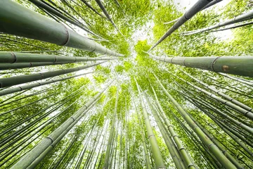 Fotobehang Kyoto, Japan canopy closeup wide angle view looking up of Arashiyama bamboo forest park pattern of many plants on spring day with green foliage color © Andriy Blokhin