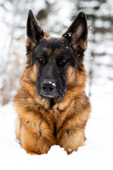 German Shepherd