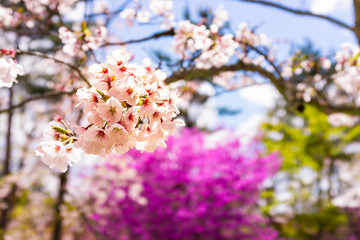 Fototapeta premium Cherry blossom flowers cluster on tree macro closeup and blurry landscape background and sakura at Ninna-ji temple in Kyoto, Japan