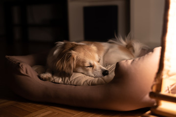 Dog sleeping in his bad