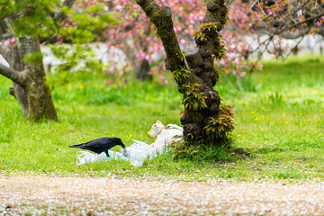 Kyoto, Japan garden park near Imperial Palace with trash food and one large black raven bird stealing sandwich from plastic bag