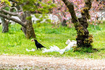 Kyoto, Japan garden park gyoen near Imperial Palace with trash food and one large black raven bird...