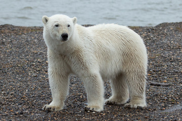Alaska Polar Bear