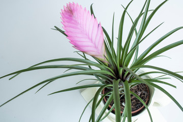 Obraz na płótnie Canvas Close-up of Tillandsia Lindenii flower. Photographed in the florist shop.