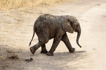 Fototapeta premium Baby African elephant (Loxodonta africana) crossing a gravel road