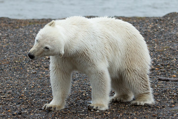 Obraz na płótnie Canvas Alaska Polar Bear