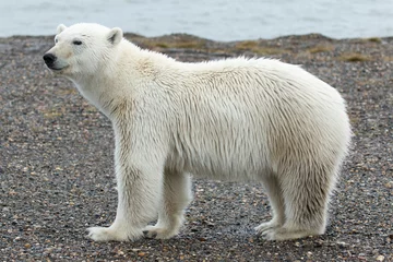 Foto op Canvas Alaska Polar Bear © James