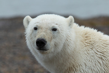 Fototapeta premium Alaska Polar Bear