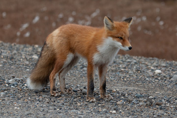 Naklejka na ściany i meble Red Fox in Alaska