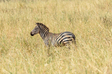 Fototapeta na wymiar Lonely Plains zebra (Equus quagga) in a grass savanna