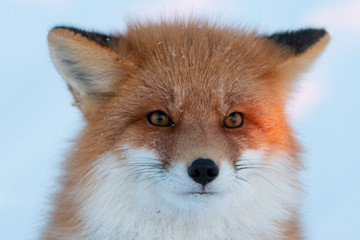 Obraz premium Red Fox in Alaska