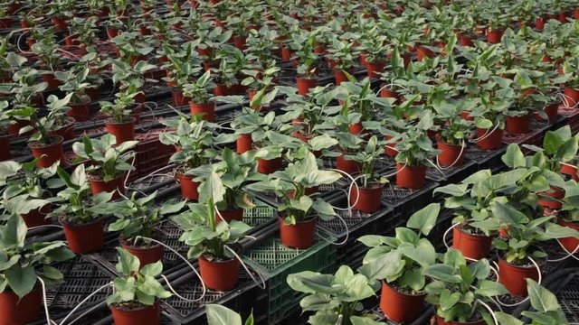 Plantation of asplenium antiquum in greenhouse