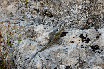 Lizard on the rock