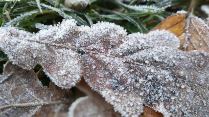 frozen oak leaf