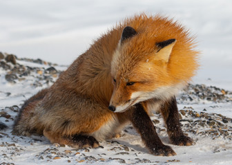 Red Fox in Alaska