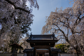 光林寺-8