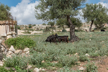 Goats grazing in Sicily