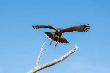 Harris Hawk coming in for a Landing Isolated on Blue Sky