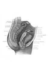 Female reproductive system in the old book Meyers Lexicon, vol. 5, 1897, Leipzig