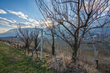 Vineyards, apple and grape orchards in Eppan an der Weinstrasse in northern Italy, south Tyrol.