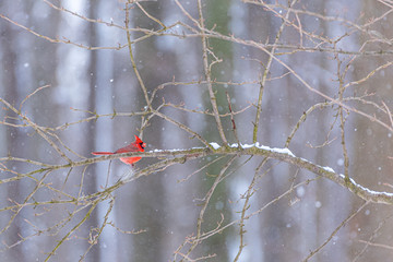 Red northern cardinal perched on snowy tree branch in forest on winter day