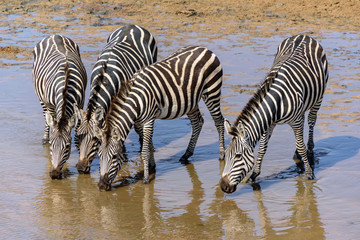 Fototapeta na wymiar Four drinking plains zebras (Equus quagga) in a river in the Tarangire NP