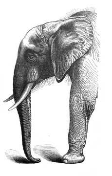 The head of African elephant in the old book Meyers Lexicon, vol. 5, 1897, Leipzig