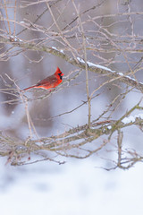 Red northern cardinal bird perched on tree branch in forest on snowy winter day