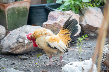 Bantam chicken in garden