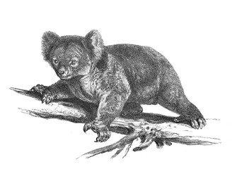 Koala in the old book Meyers Lexicon, vol. 2, 1897, Leipzig