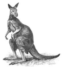 The kangaroo in the old book Meyers Lexicon, vol. 2, 1897, Leipzig