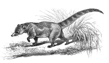 The white-nosed coati  in the old book Meyers Lexicon, vol. 2, 1897, Leipzig